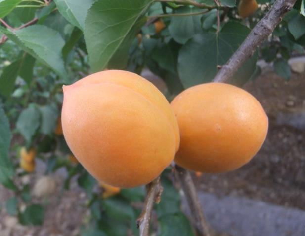 ����ʹ-fun88����ʹ-�ٷ���վ