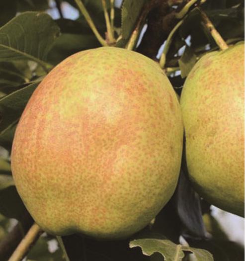 ����ʹ-fun88����ʹ-�ٷ���վ