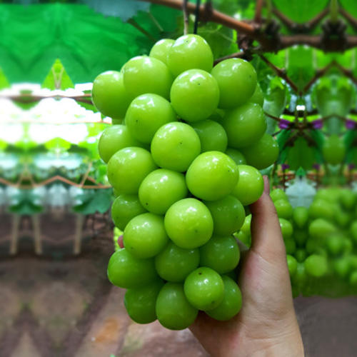 ����ʹ-fun88����ʹ-�ٷ���վ