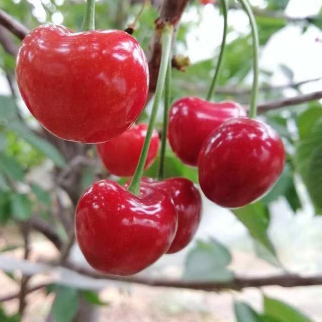 ����ʹ-fun88����ʹ-�ٷ���վ